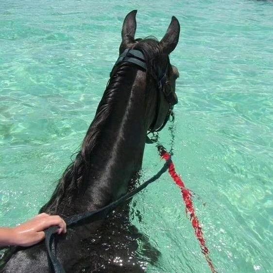 蒋明明卖马后悔哥小号