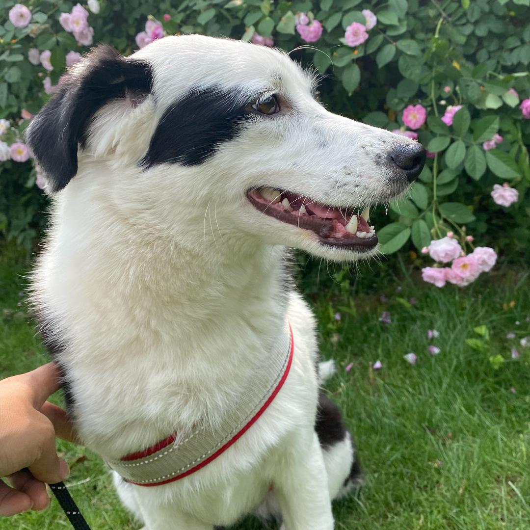 福犬花花～818捡的熊猫小猫919满月啦