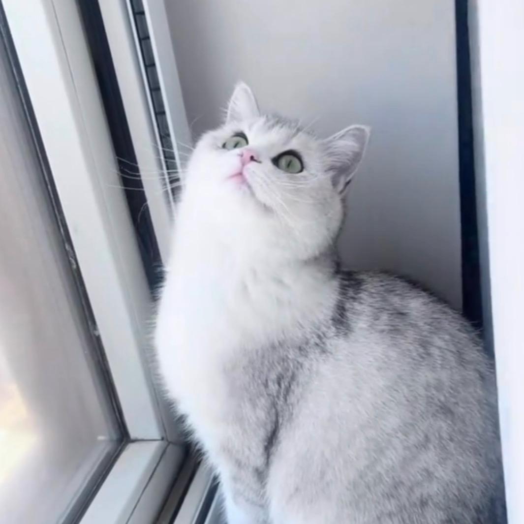 猫爪