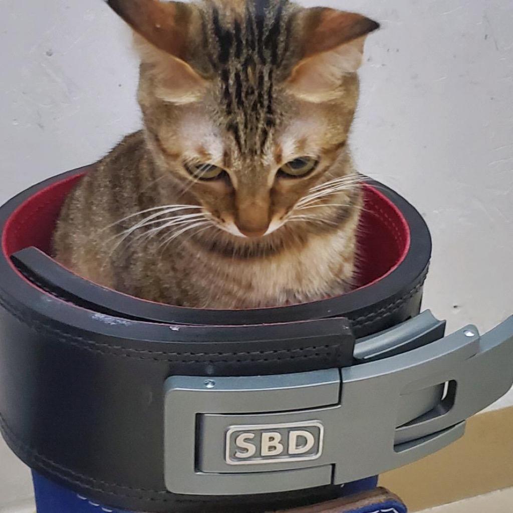 老当渣