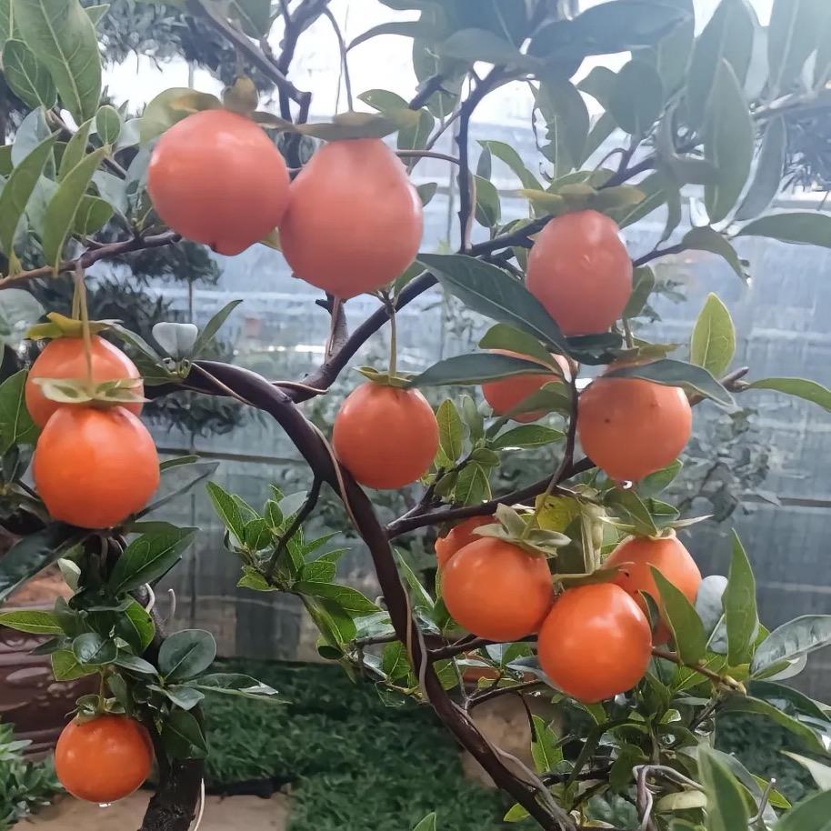 蛋蛋金弹子盆景