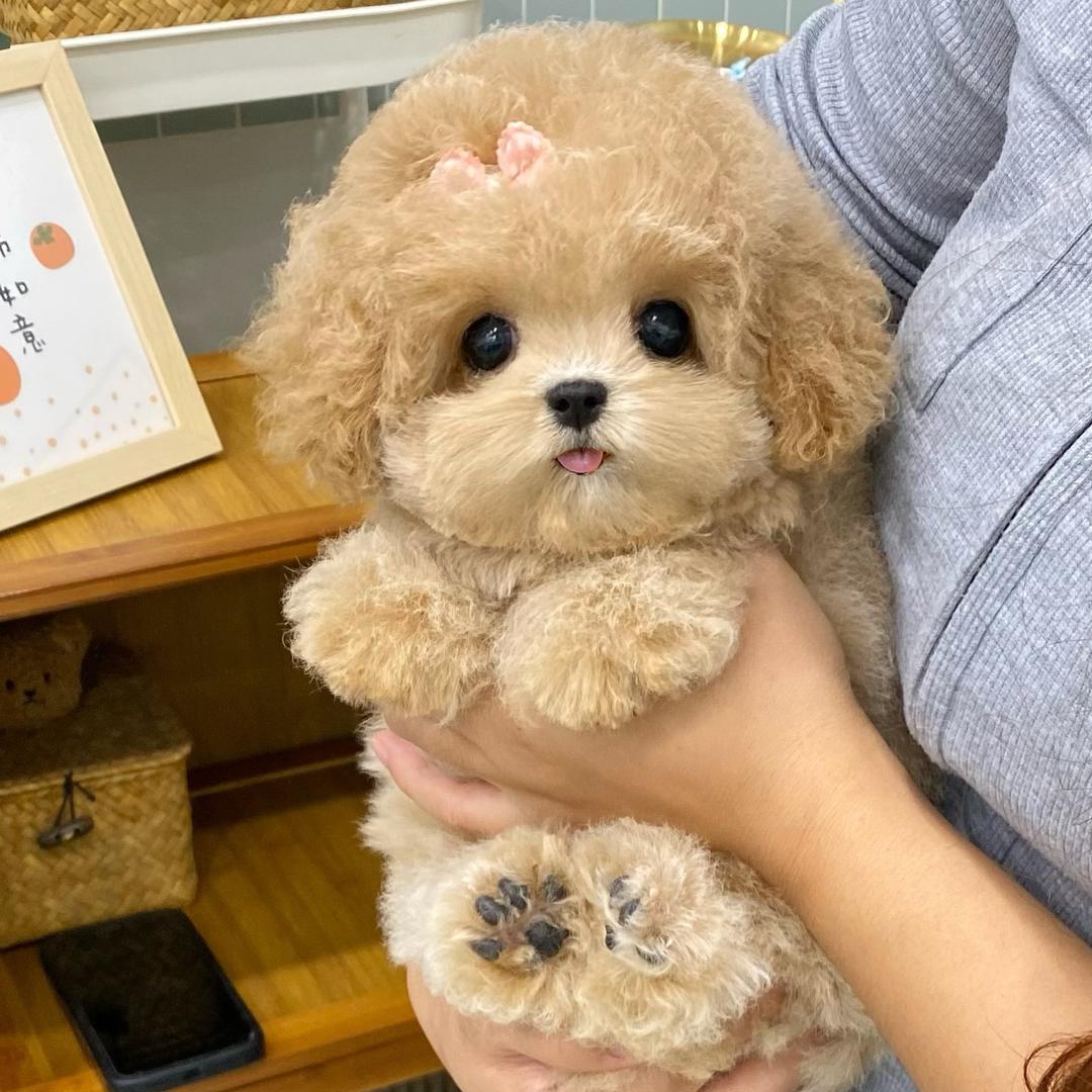 嘟嘟高端宠物店