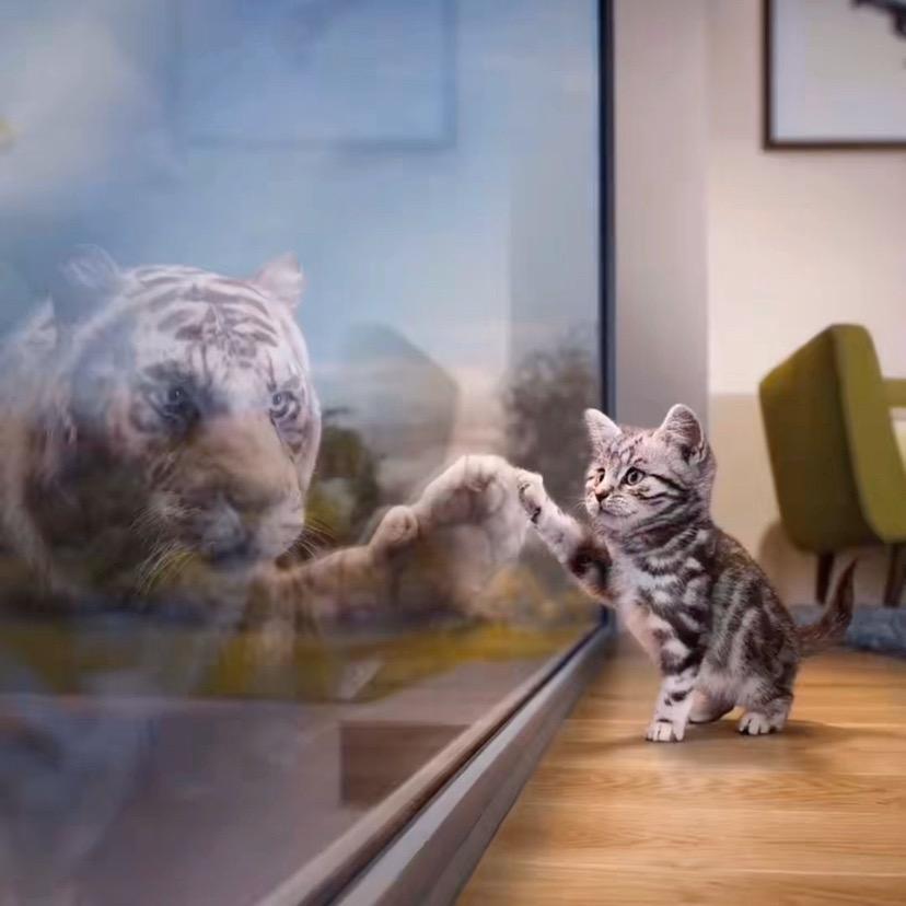 顶级制造记录（手机剪辑）