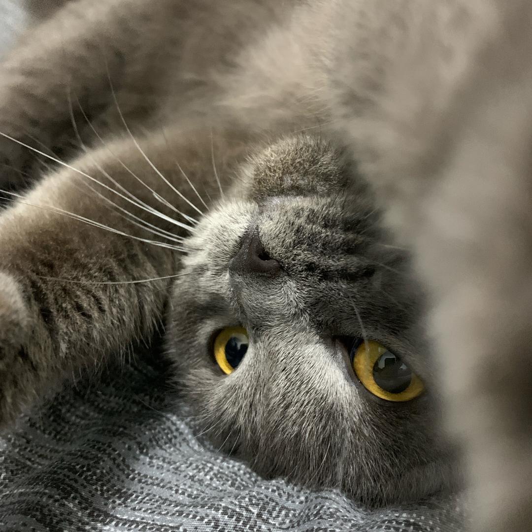 小蓝猫
