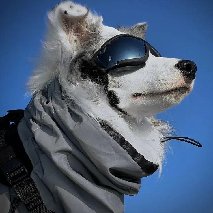 小数点犬膳粮局