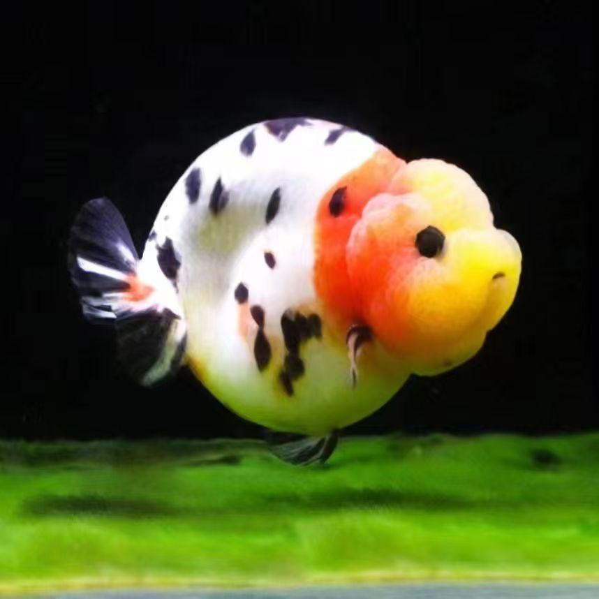鸿富观赏鱼
