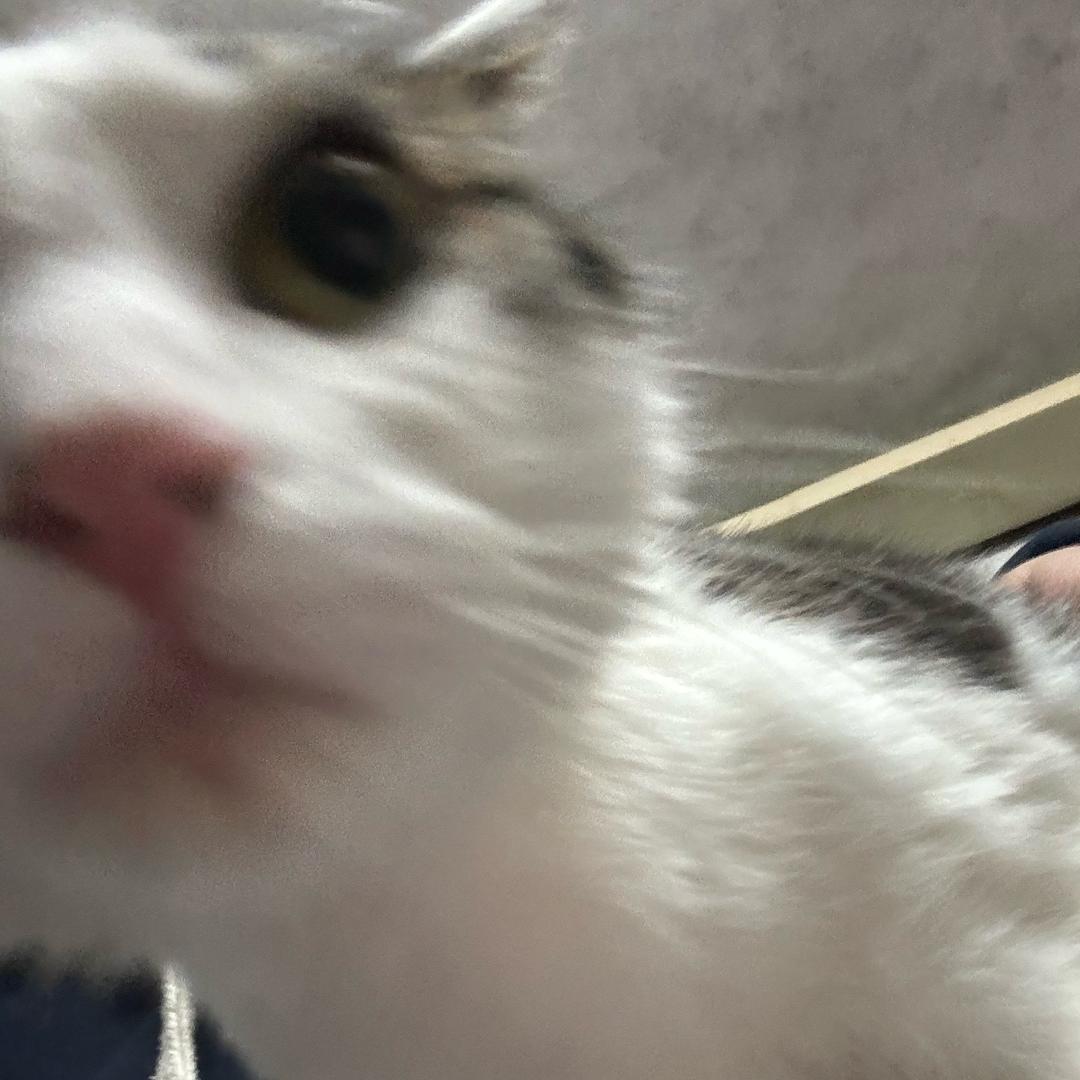 Ö   椰