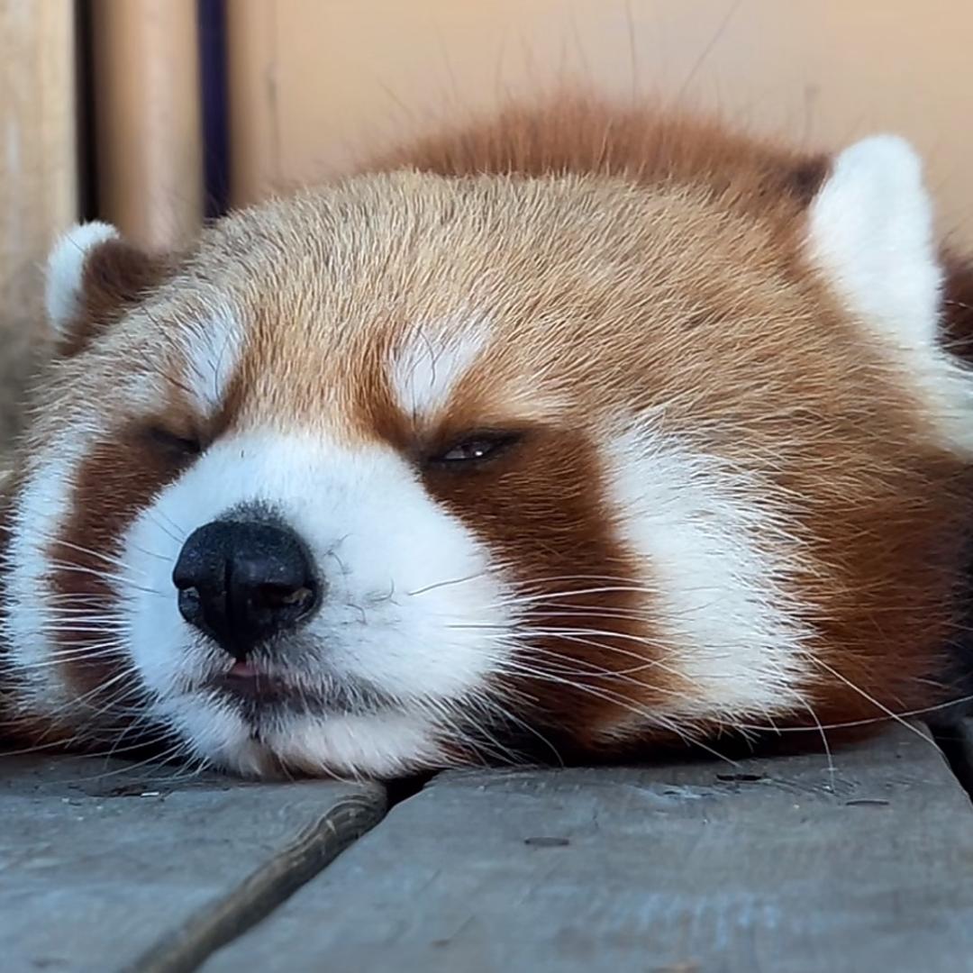 心柠悠然