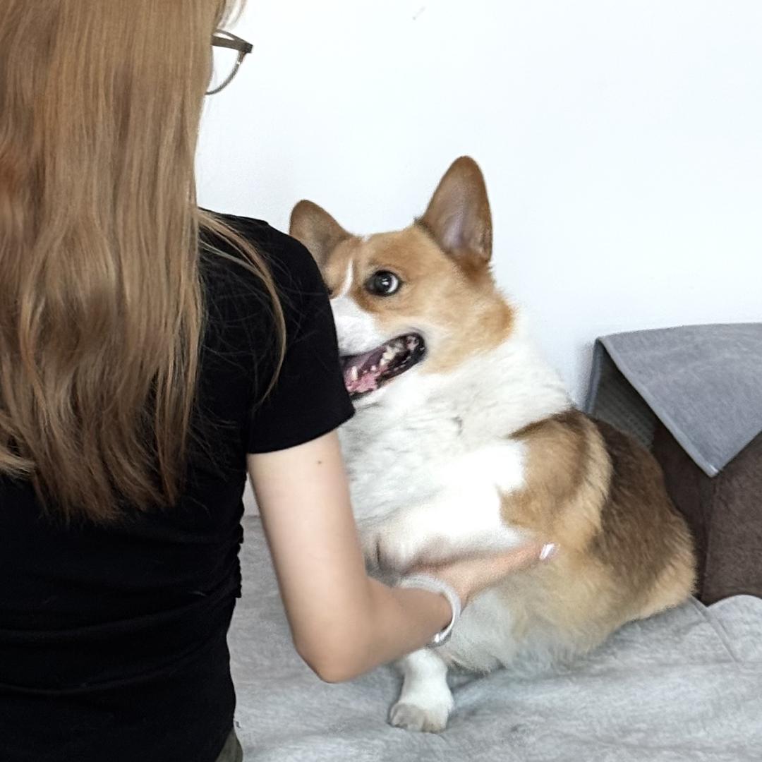 五花肉是只小柯基