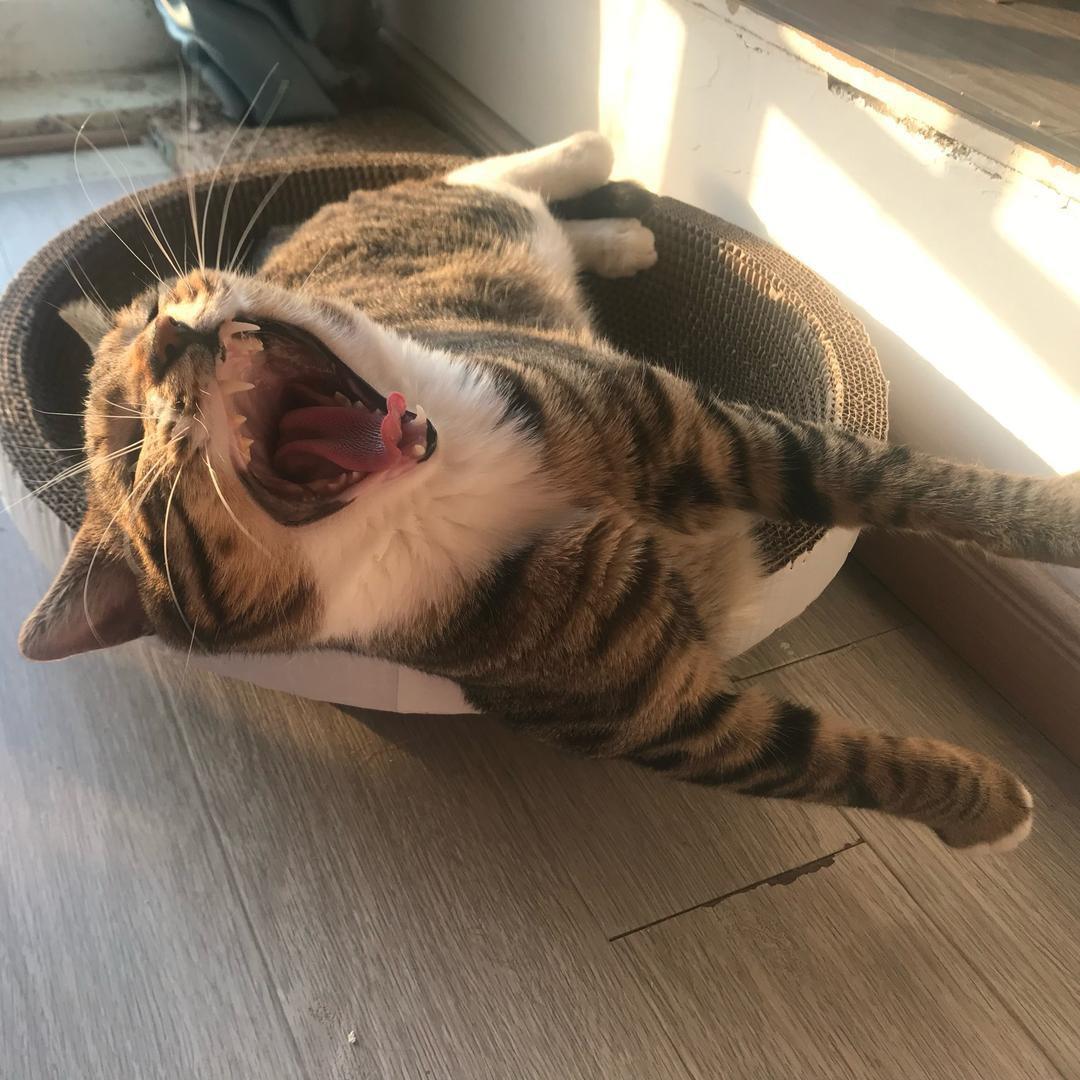 可可不可爱🐱（寿司版）