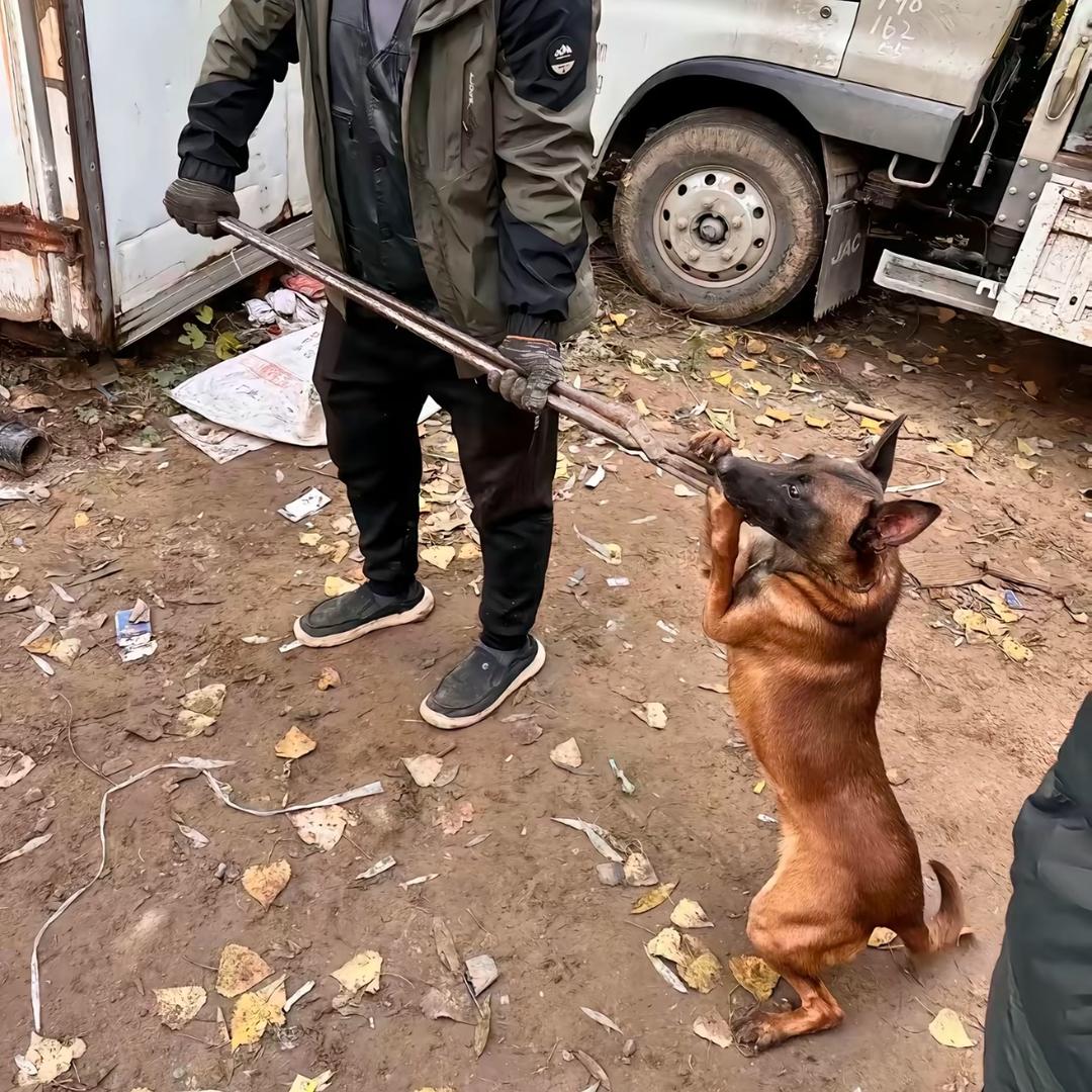 AAA专业套狗乐师傅（看见舔狗一律套走）