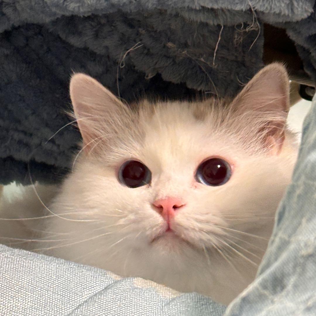 爱打盹儿的喵🐱