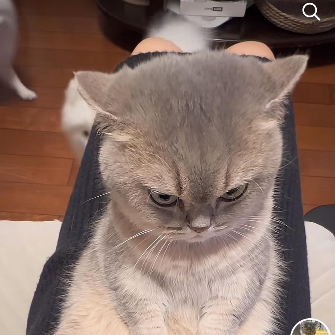 喵呜爱吃鱼🐟