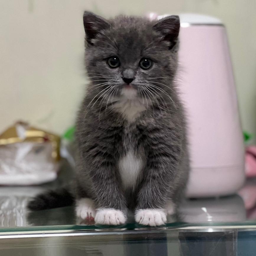 初八和妹妹🐈‍⬛支持动物保护法立法