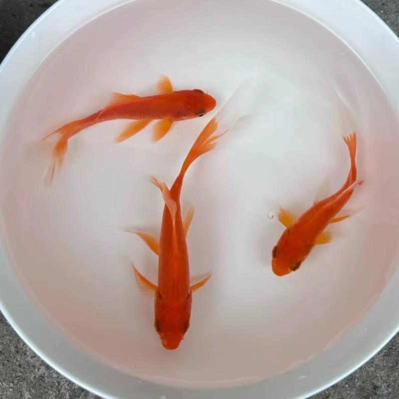丽姐
