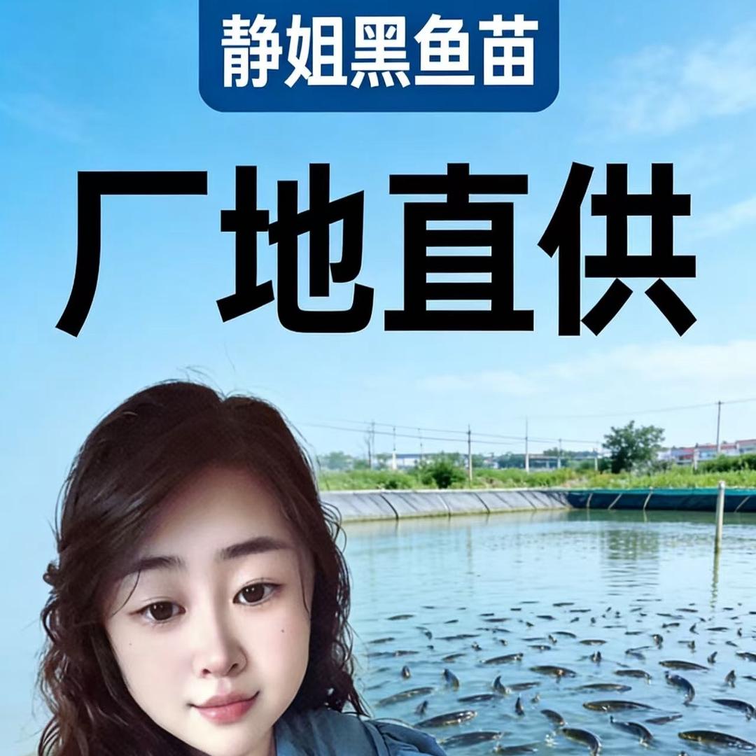 静姐黑鱼苗养殖基地