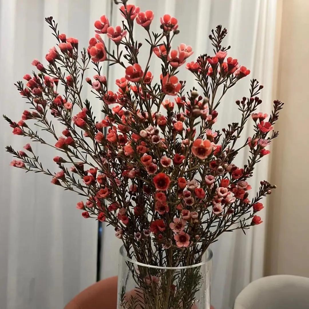 阳光彩虹小白马