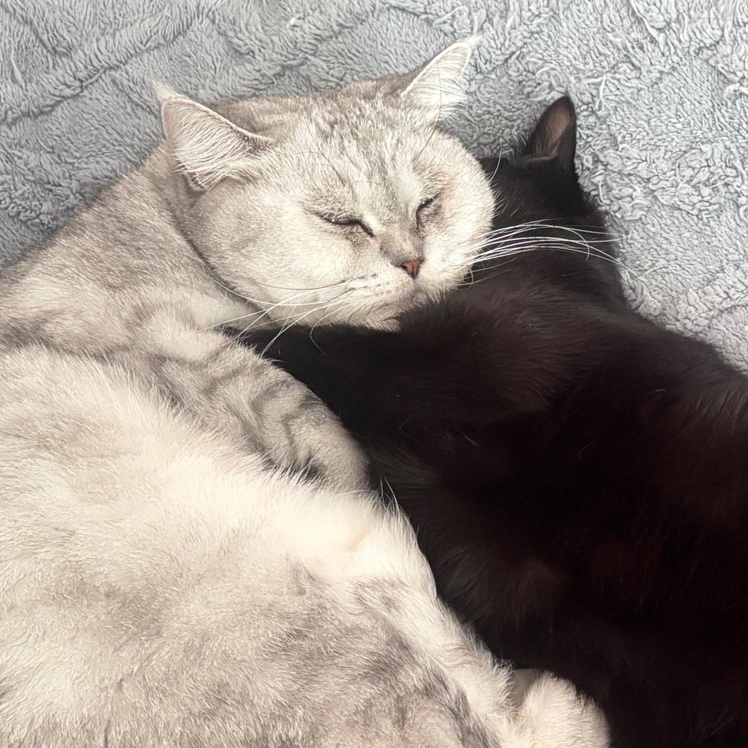 秋秋糖（沉迷手工版）