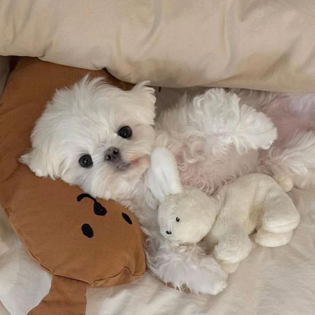 蓝牙耳机会游泳