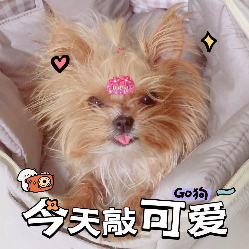 叶菲