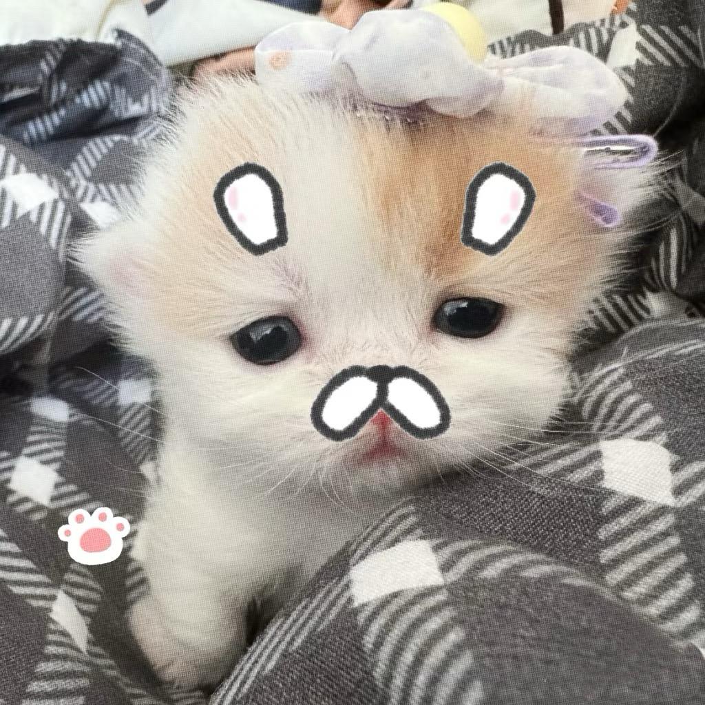 ฅ喵。小呆ฅ੭ﾞ🐾