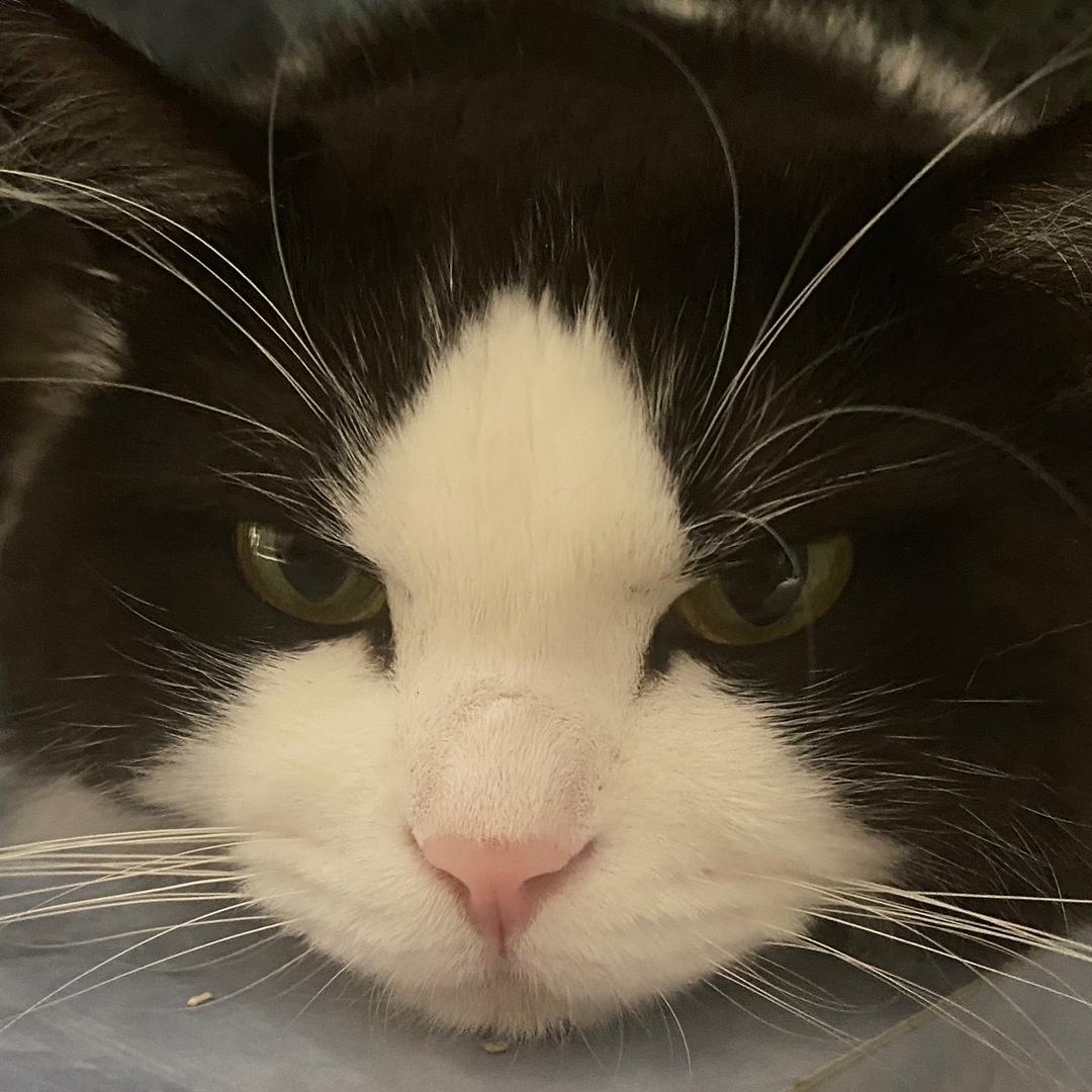 喵喵猫喵喵猫喵喵猫