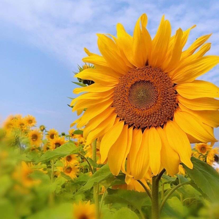 ヅ浅夏
