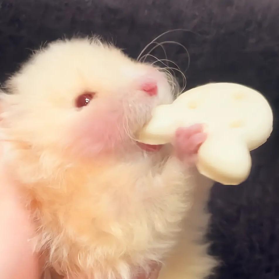 不吃夜宵原创