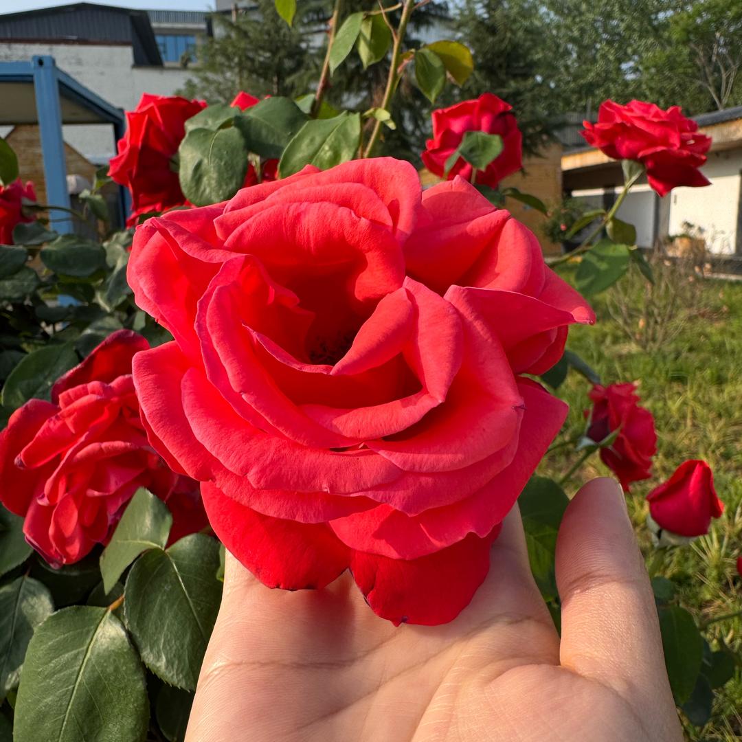 齐𨟠一枝花👑