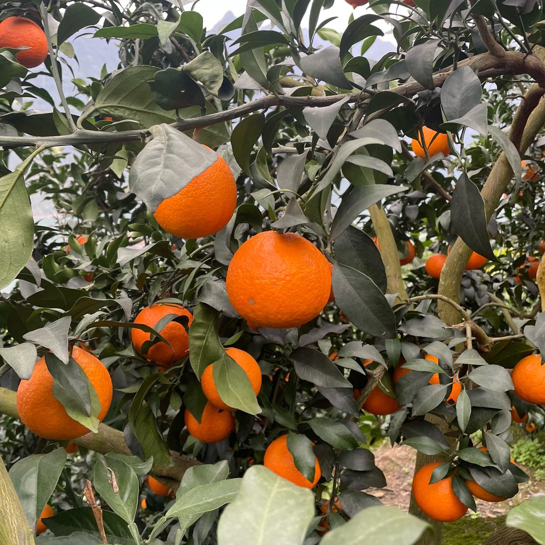 乡村幺老表(四川金江碰柑)