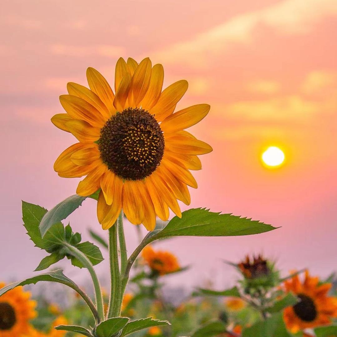 ☀️