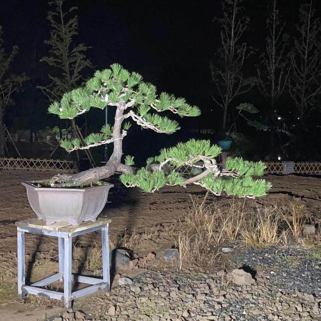 老于盆景园