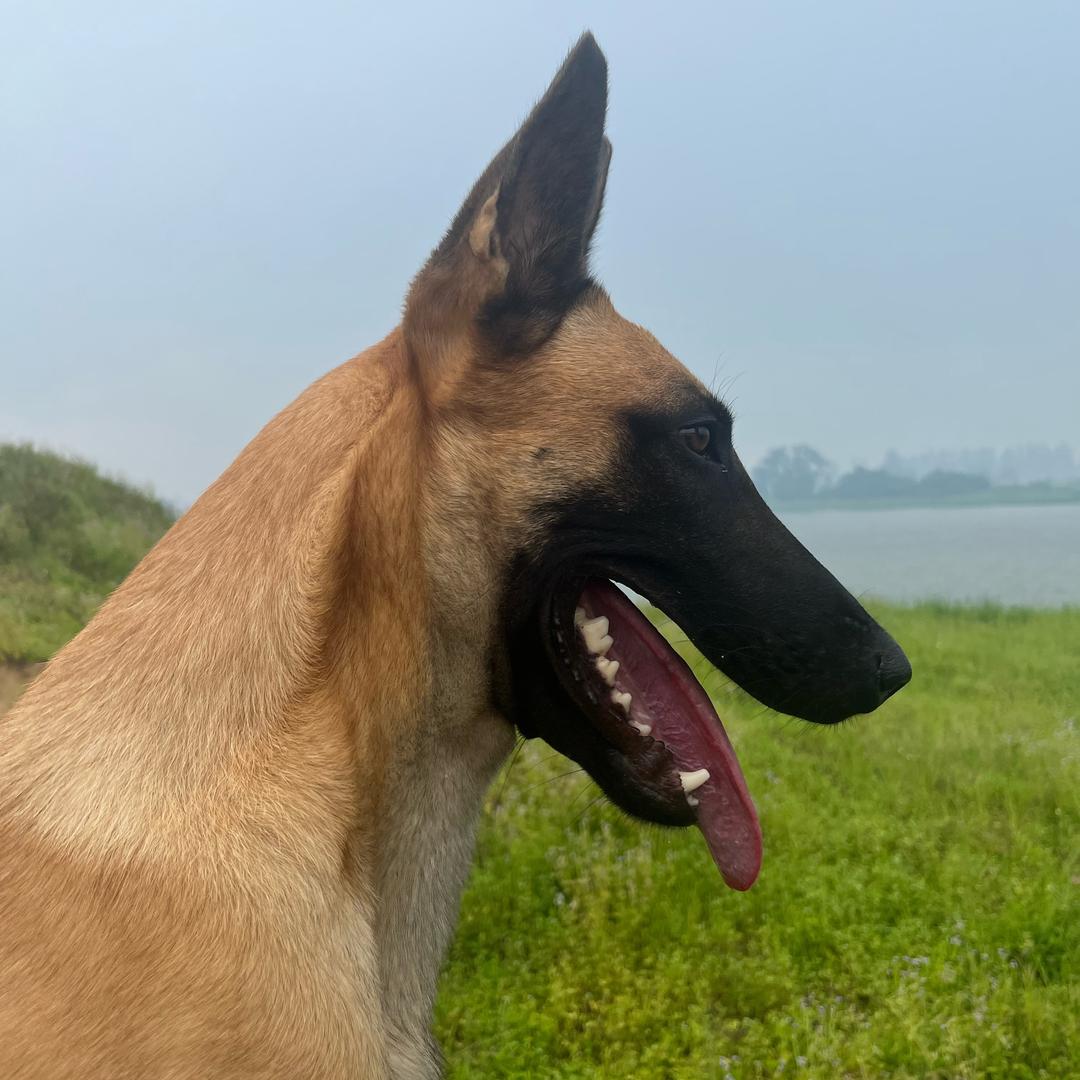 吴川训犬基地