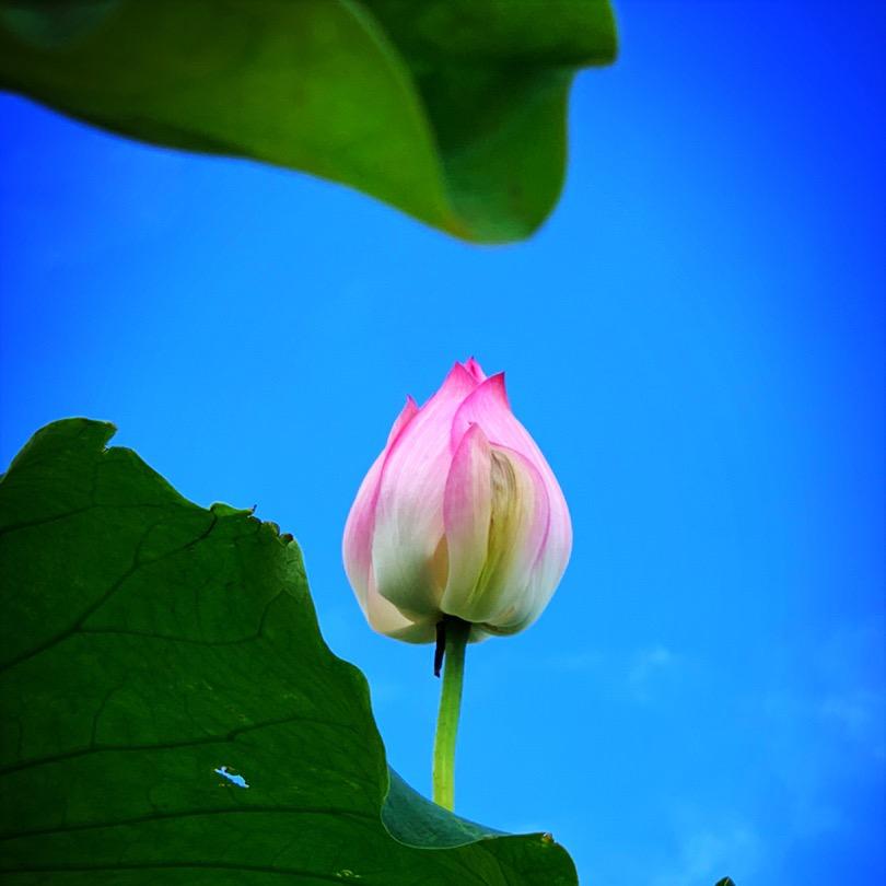 PAN鑫
