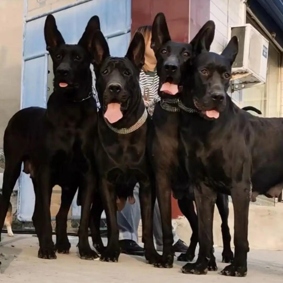 宿城区黑狼 大丹犬 俱乐部