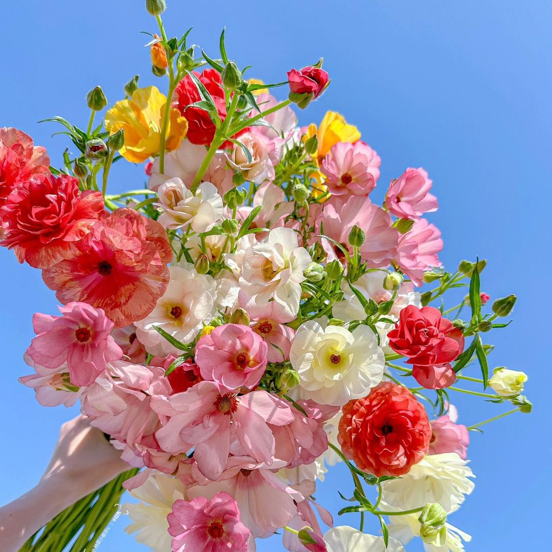 青花语