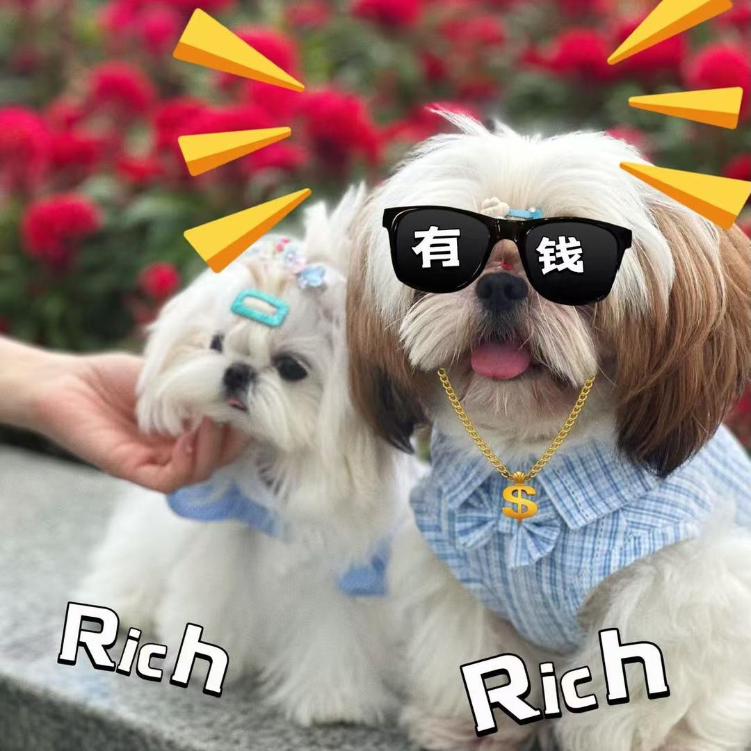 大凌的猫狗日记