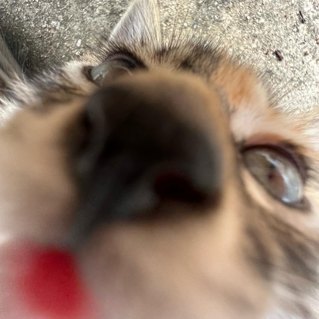 加勒比海猫儿🏴‍☠️