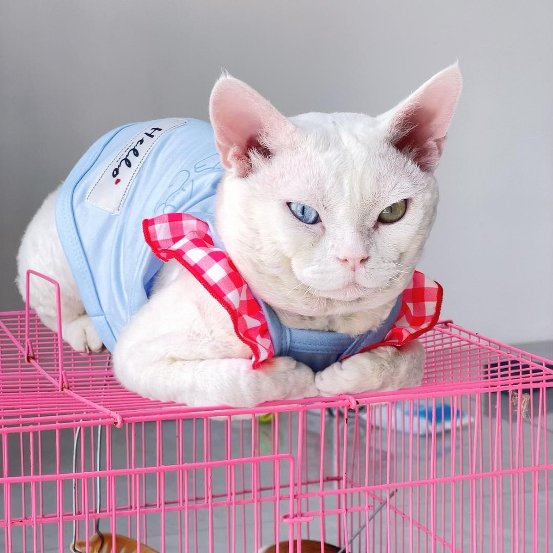 猫精胖发财