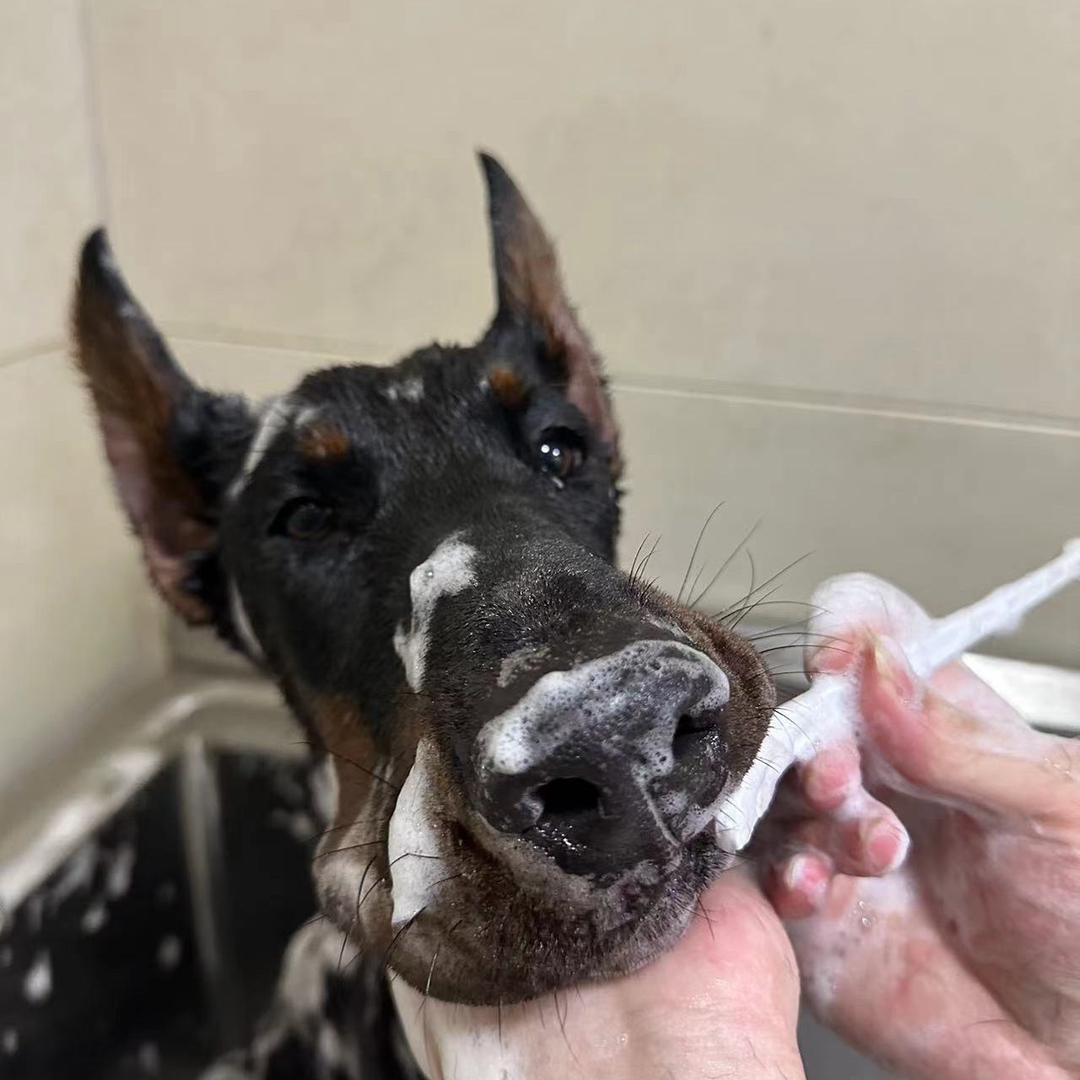 benny_班尼🐕‍🦺