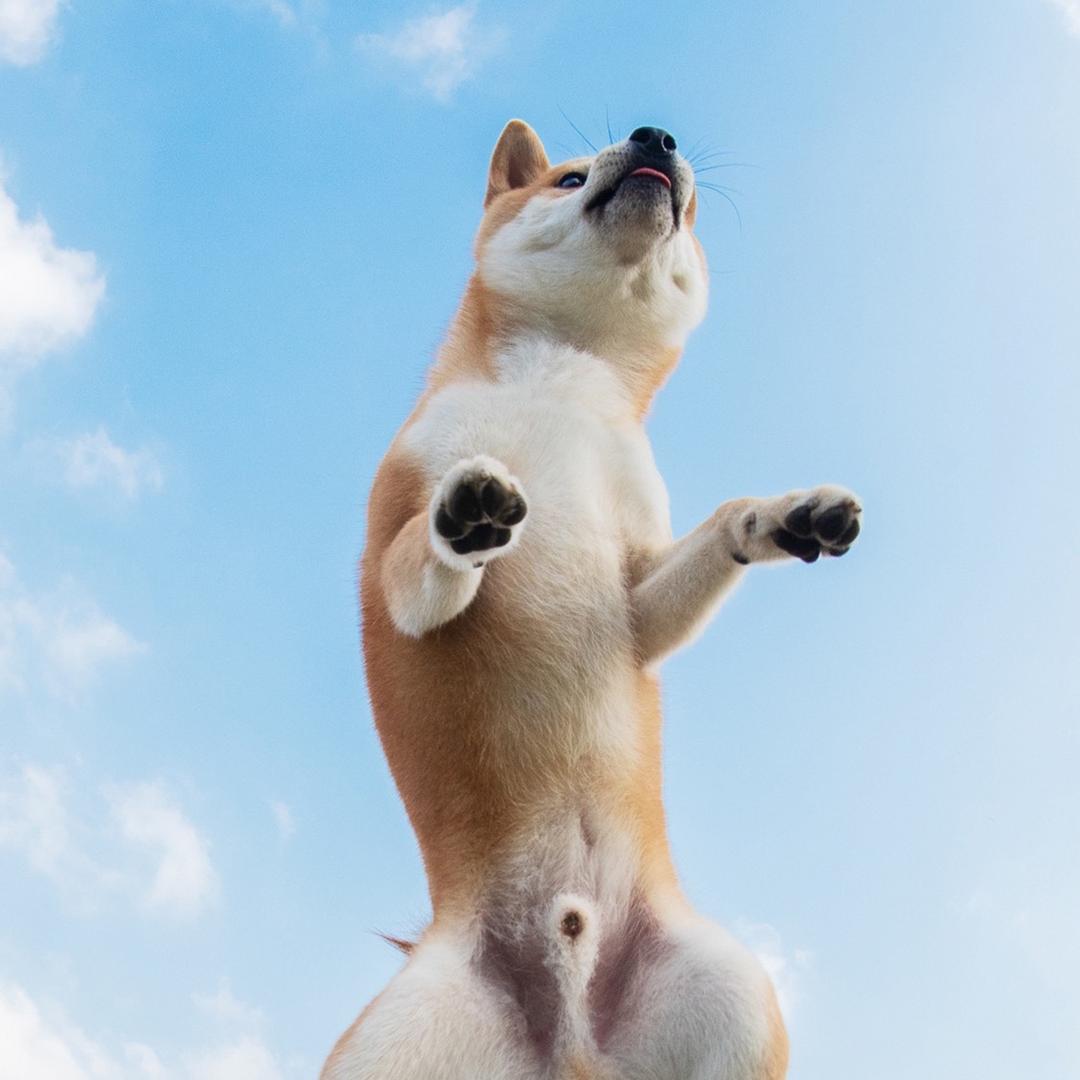泽也