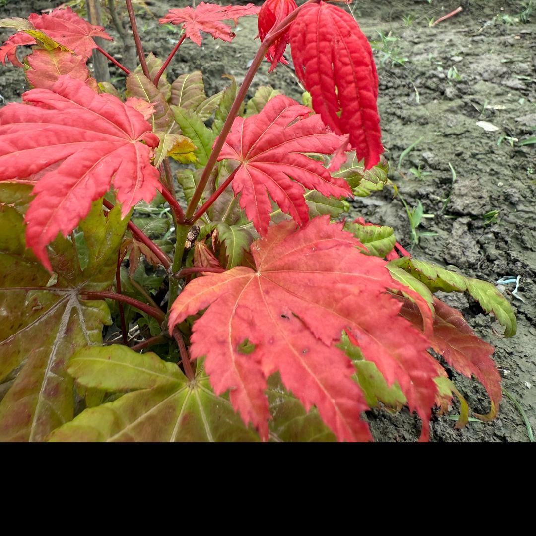 花花小二哥