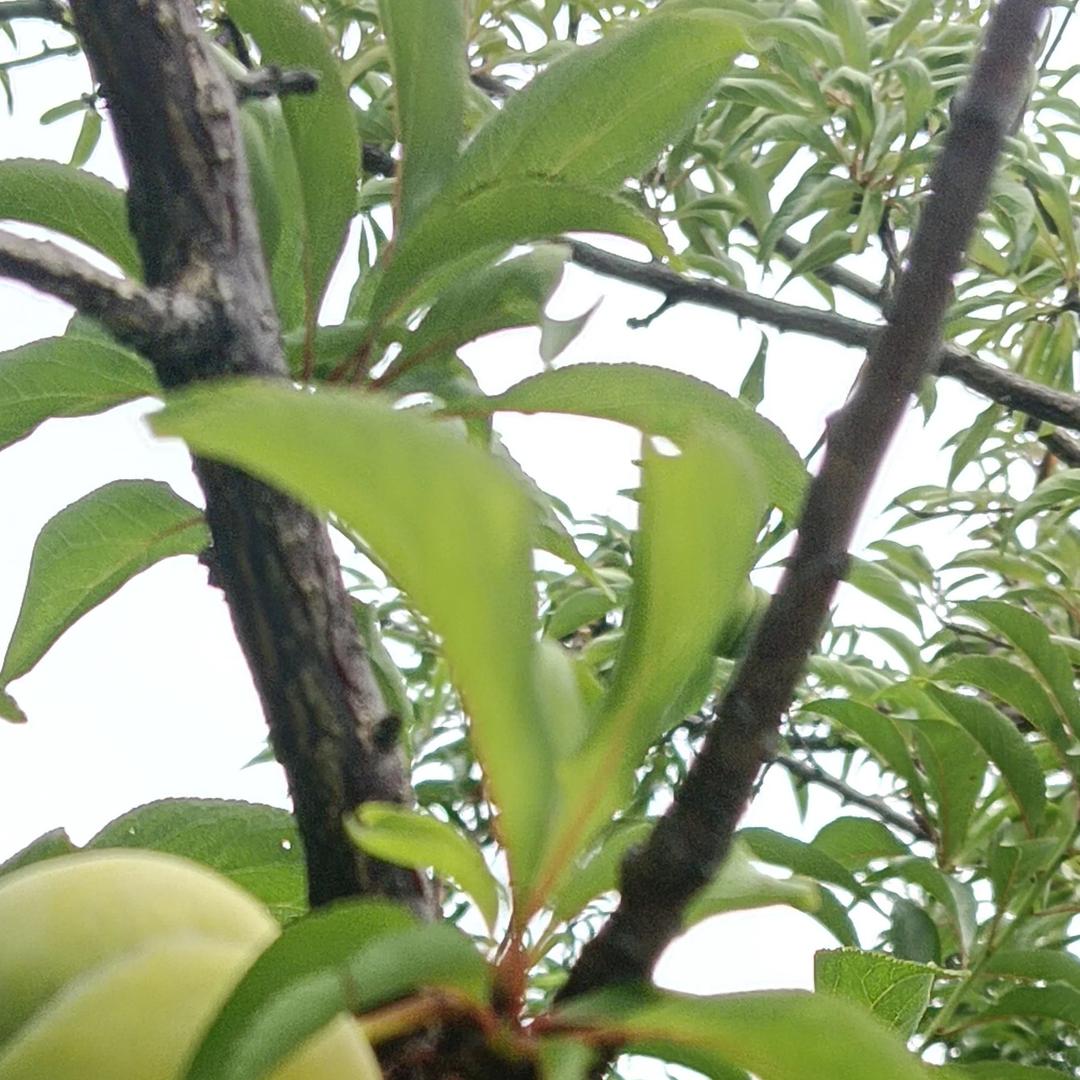 小石果园