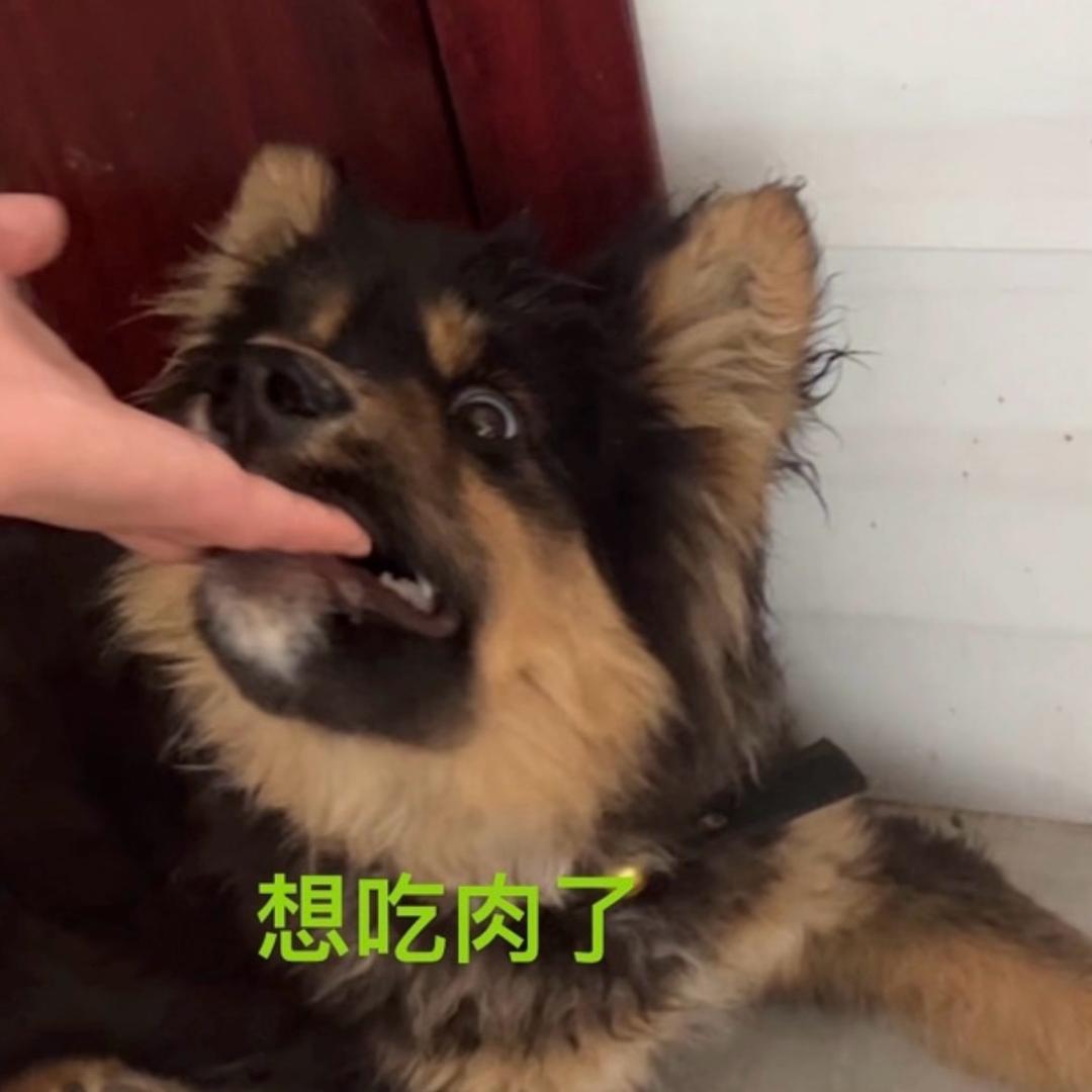 毛球球