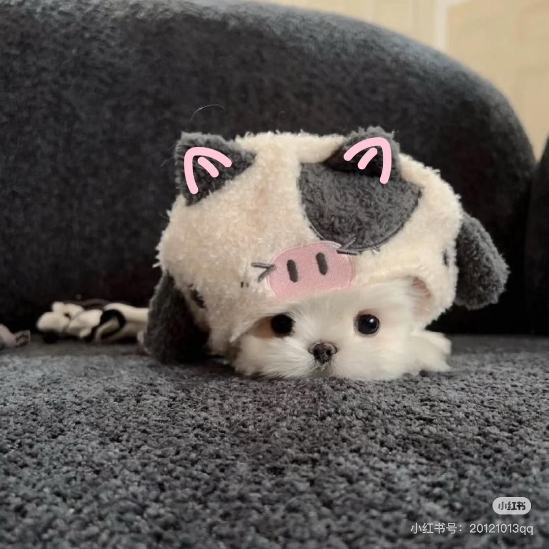 𝗬𝗮𝘅𝗮𝗶𝗶.