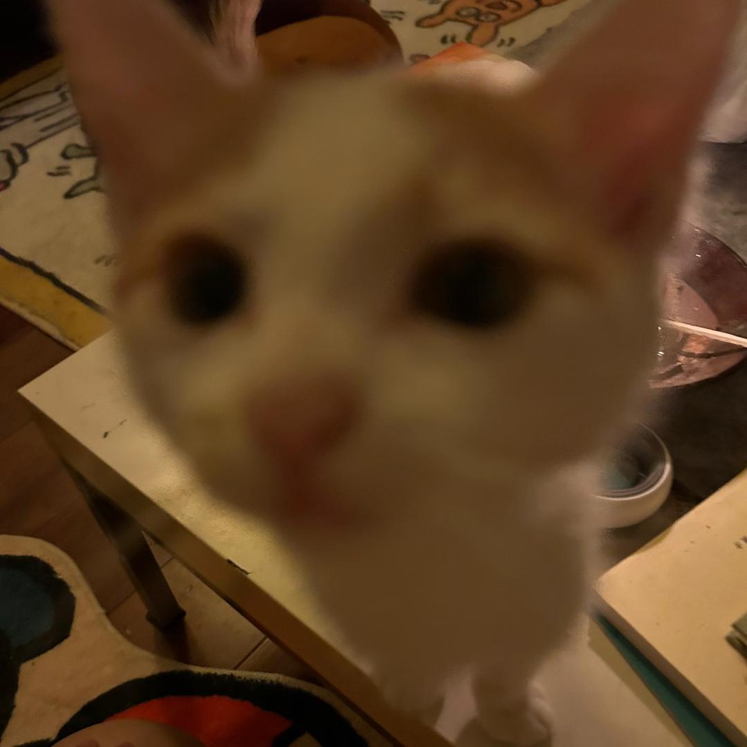 猫不李