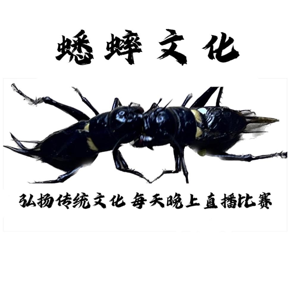 蟋蟀文化