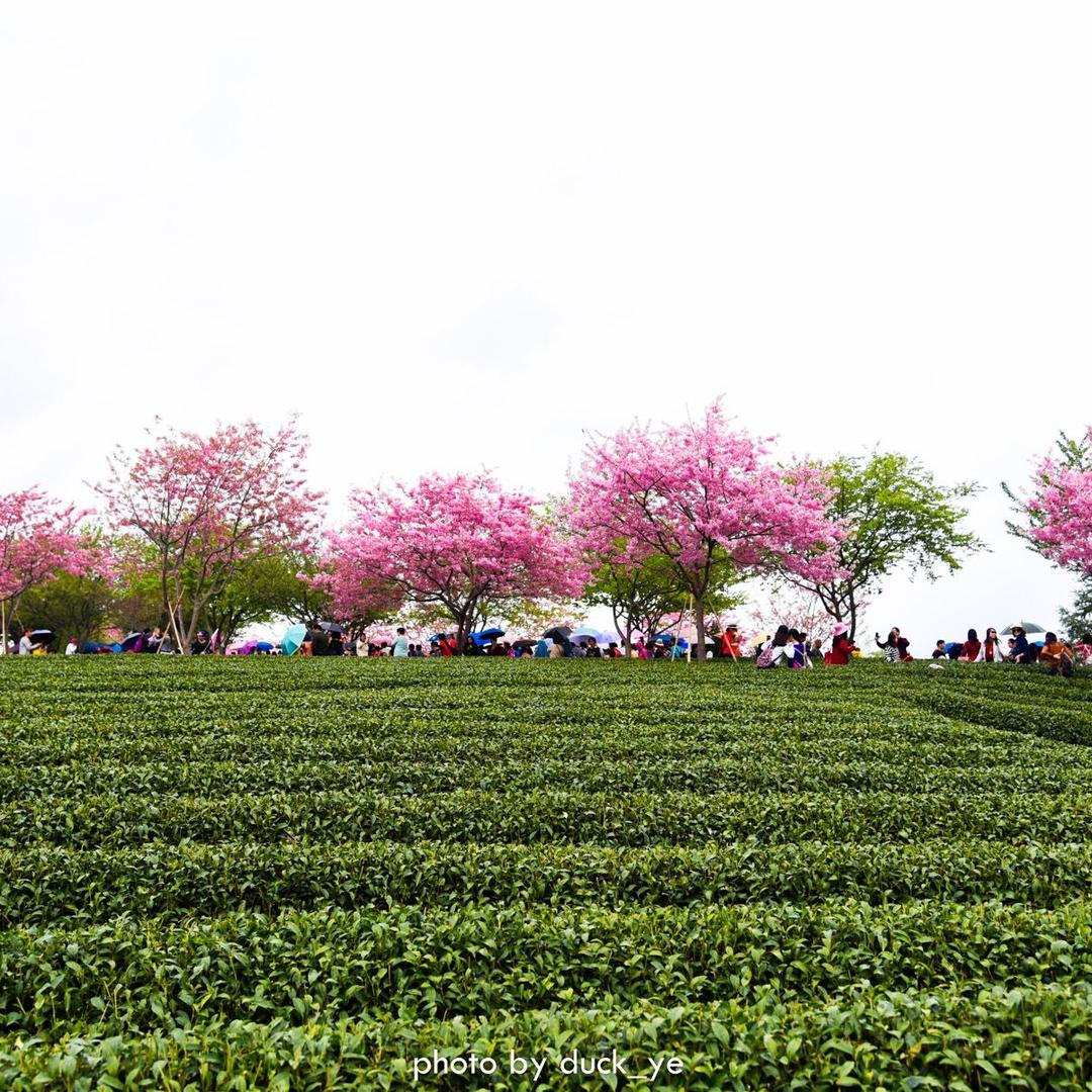 茶