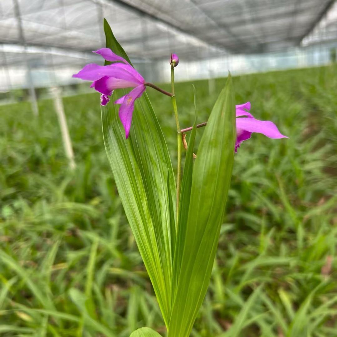 中药材种植 灵灵