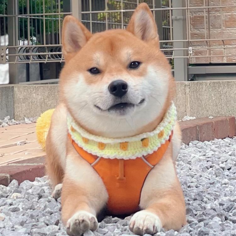 吴小八是柴柴